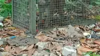 Monyet liar yang meresahkan warga di Desa Kalong Sawah, Kecamatan Jasinga, Kabupaten Bogor, akhrinya tertangkap. (Liputan6/Achmad Sudarno)