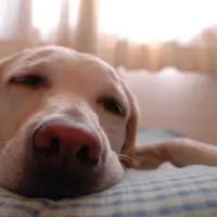 Anjing setia sudah menjadi rahasia umum, bahkan dalam tidur pun, tetap manusia kesayangannya yang ada di mimpi. (Foto: wikimedia.org)