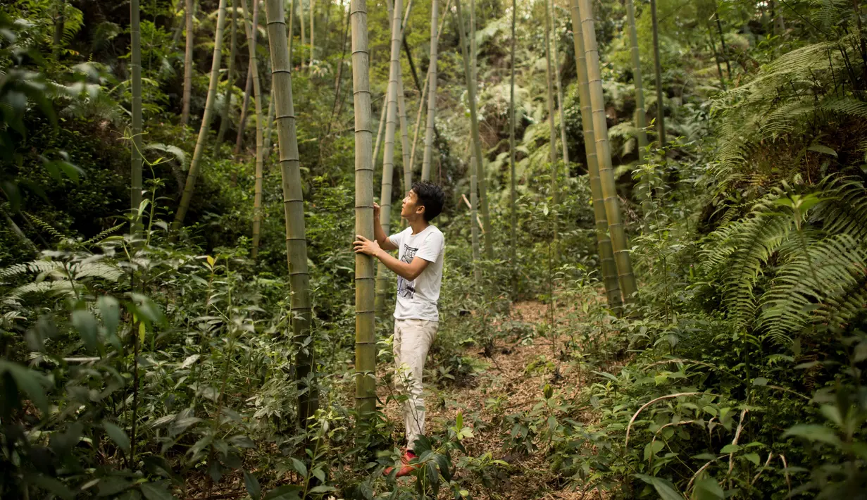 Seorang pegawai memilih bambu yang berisi alkohol di Hutan Yibin, China pada 30 Juli 2016. Pabrik Chen Chao menyuntikkan minuman produksinya ke dalam batang bambu yang tengah tumbuh sebelum dinikmati pada beberapa bulan kemudian. (AFP Photo/Fred Dufour)