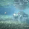 Pertama di Banyuwangi, Sendang Seruni Hadirkan Spot Underwater Air Tawar (Istimewa)