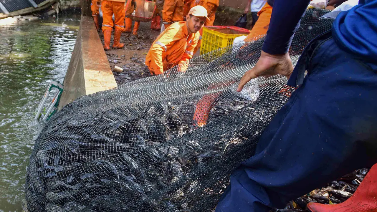 3 Ton Ikan Sapu-Sapu Terjaring dalam Operasi di Setu Babakan Jagakarsa