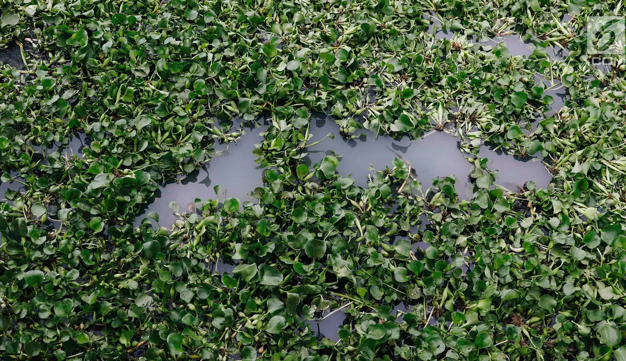 Tumbuhan eceng gondok terlihat di Kali Inlet 3, Tanjung Priok, Jakarta, Selasa (4/12). Tumbuhan eceng gondok mulai ditanam Pemprov DKI sebagai salah satu strategi membersihkan dan menjernihkan sungai di Jakarta Utara. (Liputan6.com/Immanuel Antonius)