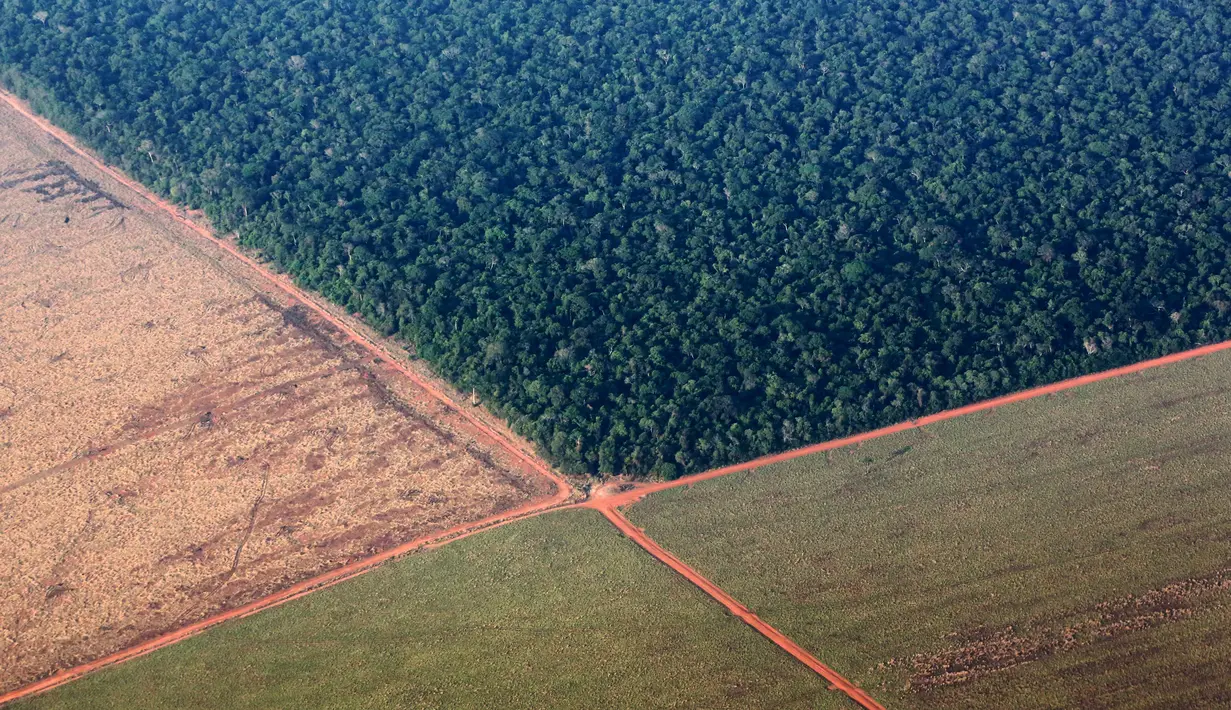 Pantauan foto udara hutan hujan Amazon (kiri), yang berbatasan dengan lahan gundul disiapkan untuk penanaman kedelai, Negara Mato Grosso di barat Brasil, (4/10). Brasil akan menghasilkan rekor 97.800.000 ton kedelai di 2015-2016.  (REUTERS/Paulo Whitaker)