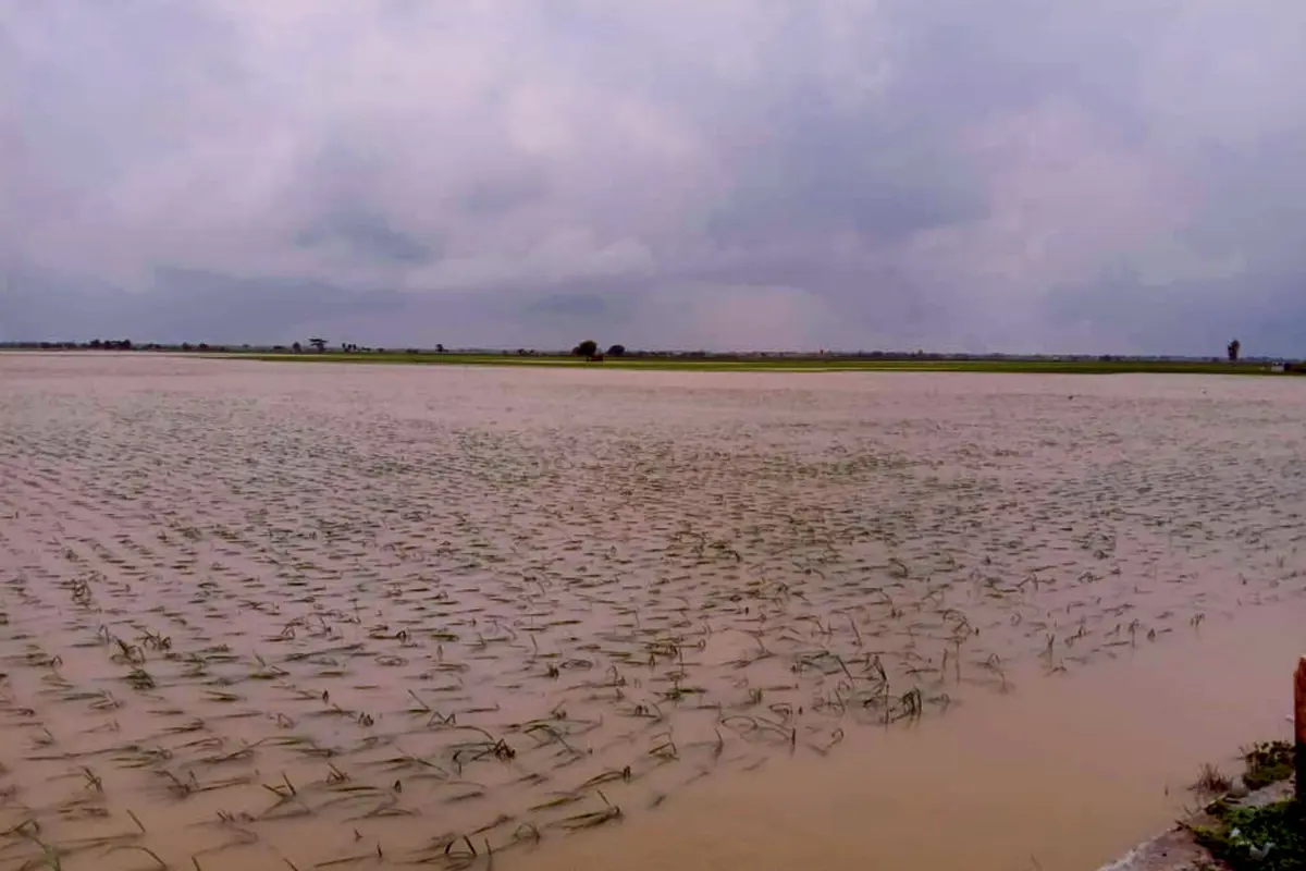 Sawah yang terdampak banjir.