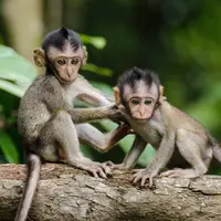 ilustrasi monyet/ Brian Mann/unsplash