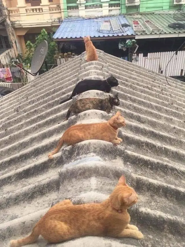 6 Potret Hewan Naik ke Atap Rumah Ini Bikin Gagal Paham, Nyeleneh