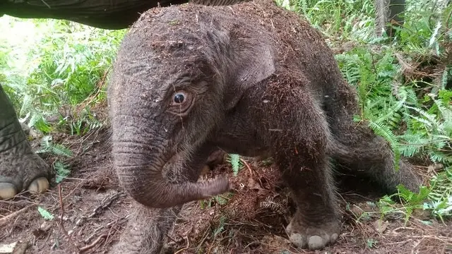 Penampakan bayi gajah betina yang baru saja lahir di Taman Nasional Tesso Nilo.