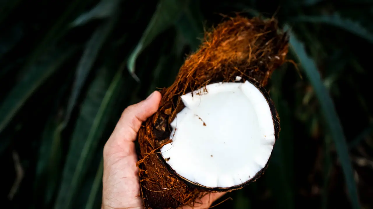 Coconut/dok. Jonas