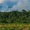 Aceh Terima Hibah Rp 27 M untuk Menjaga Hutan