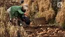 Sejumlah petani memanen kentang di Desa Sembungan, Dieng, Jawa Tengah, 1 Juli 2021. Para petani kentang di Dieng selalu mengandalkan tengkulak untuk menjual hasil panen ke pasar. (merdeka.com/Iqbal S. Nugroho)