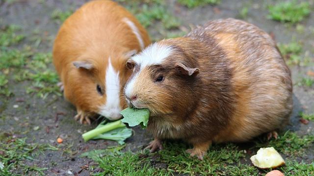 Guinea pig