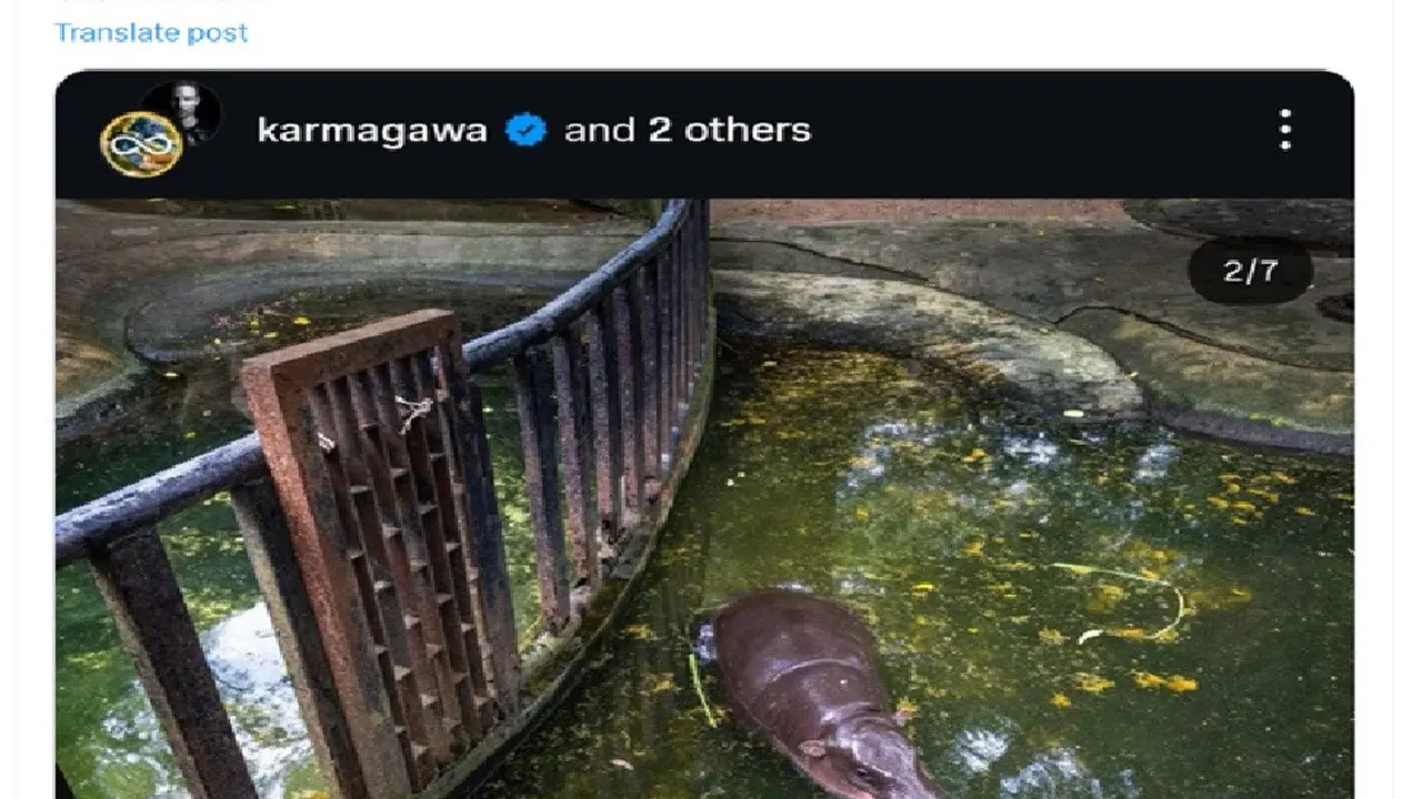 Moo Deng Si Kuda Nil Kerdil Viral Lagi Usai Fotonya Berendam di Kolam Penuh Feses Beredar di Medsos