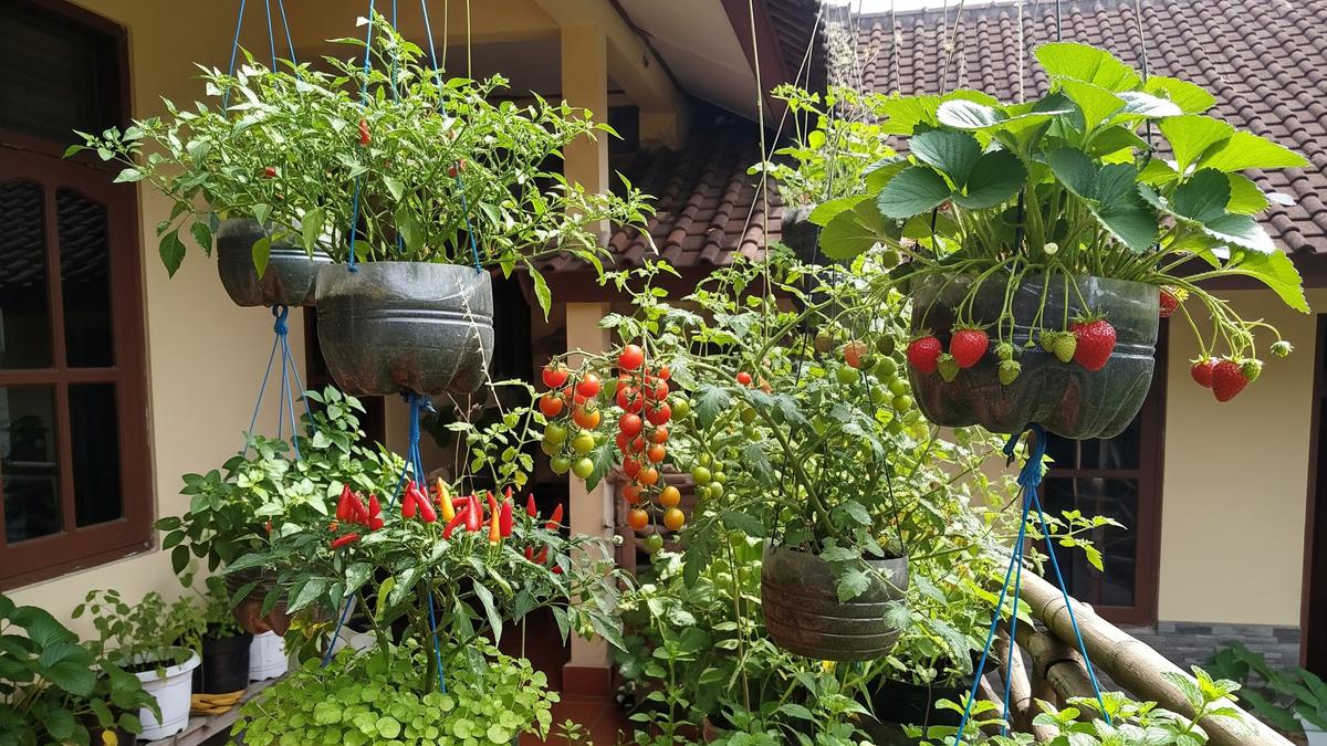 5 Ide Kebun Gantung Sederhana untuk Cuaca Tropis Indonesia, Bikin Rumah Lebih Sejuk dan Asri