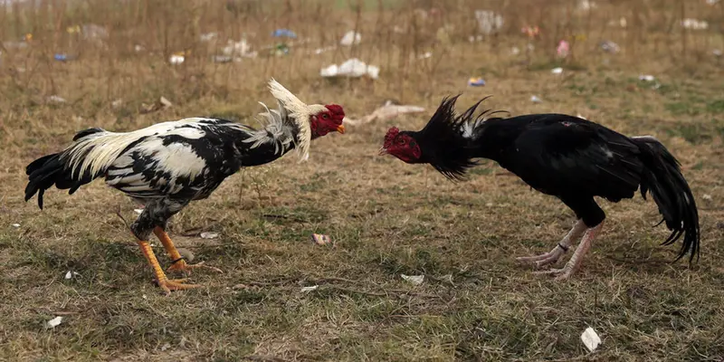 FOTO: Menyaksikan Pertandingan Sabung Ayam di Pakistan