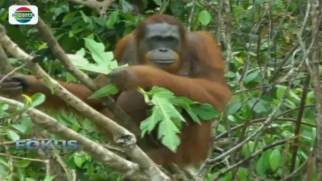 Melihat lebih dekat kehidupan orangutan di alam liar tentu sangat menyenangkan.