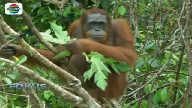 Melihat Lebih Dekat Kehidupan Orangutan di Alam Liar