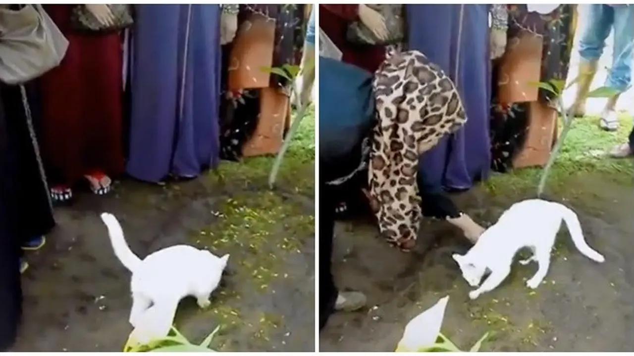 Tidak Rela Ditinggal Pemiliknya, Aksi Kucing Mengais Tanah Ini Bikin Ikut Sedih