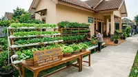 6 Ide Kebun Sayur untuk Sedekah Warga, Membangun Ketahanan Pangan dan Kebaikan Sosial