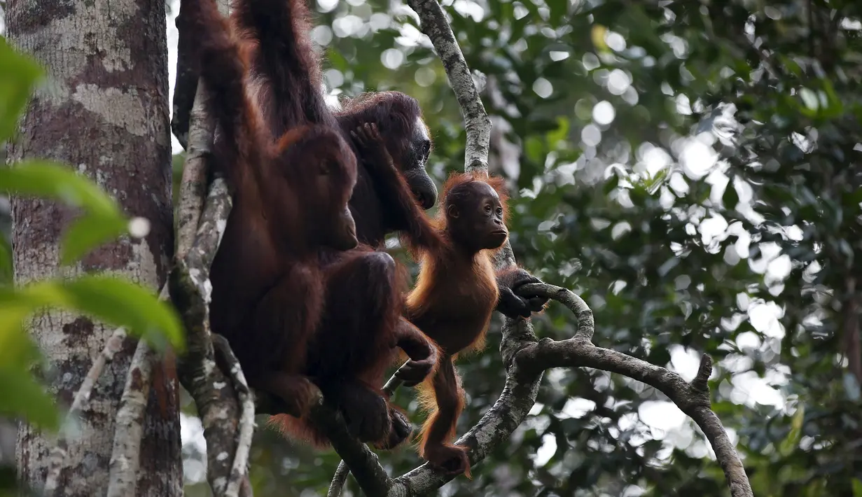 Orang utan betina bersama dua anaknya berada di Taman Nasional Tanjung Puting, Kalimantan Tengah, pada Selasa (16/6/2015). PBB memprediksi dalam dua dekade mendatang orang utan akan punah jika penggundulan hutan terus berlanjut. (REUTERS/Darren Whiteside)