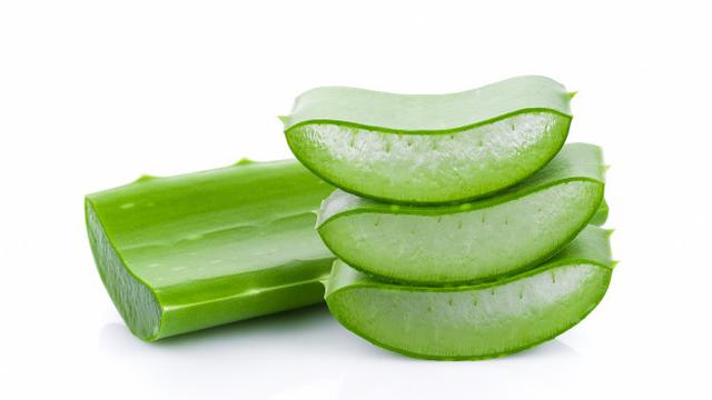 Ilustrasi lidah buaya