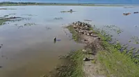 Area padang penggembalaan kerbau yang terendam luapan Danau Poso di Desa Tokilo, Poso. (Foto: Rai).