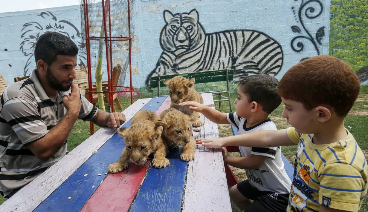 Anak-anak Palestina didampingi seorang pekerja bermain dengan tiga bayi singa yang baru lahir di sebuah kebun binatang di Rafah, Jalur Gaza (8/9/2019). Kehadiran tiga bayi singa ini menambah koleksi satwa sebuah kebun binatang tersebut. (AFP Photo/Said Khatib)