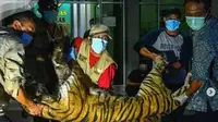 Harimau sumatra mati akibat terjebak jerak di Riau (dok.instagram/@kementerianlhk/https://www.instagram.com/p/CVMeDshhWvZ/Komarudin)