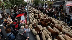 Kawanan domba dan kambing digiring menuju pusat kota Madrid pada Minggu (20/10/2019). Para gembala Spanyol menggiring sekitar 2.000 domba ke jalan-jalan untuk melindungi hak menggembala, migrasi dan menggiring ternak yang semakin terancam oleh perluasan permukiman. (OSCAR DEL POZO / AFP)