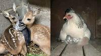 6 Potret Anak Kucing Salah Kira Induk Ini Kocak, Krisis Identitas (Twitter/catshealderprsn)