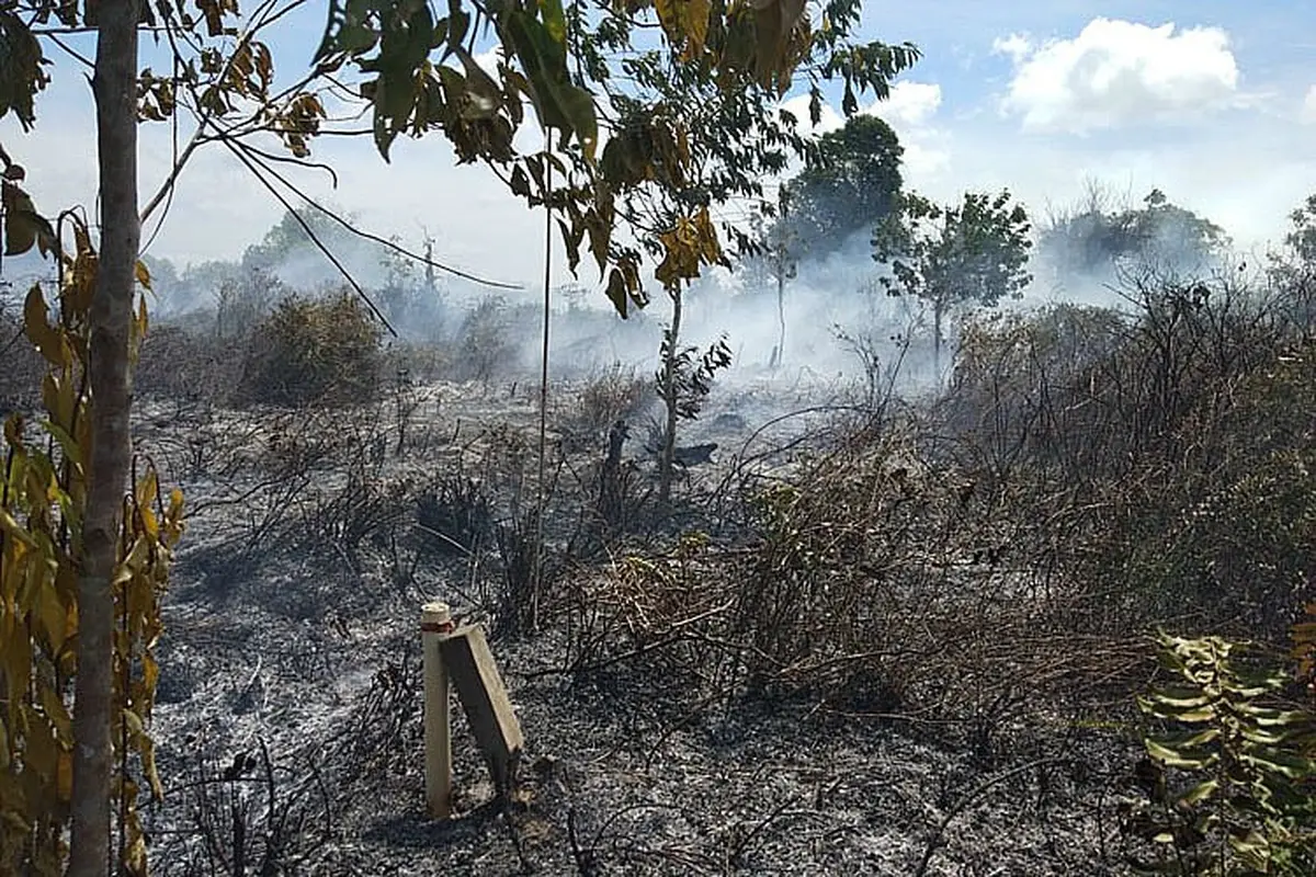 Luas kebakaran hutan dan lahan (karhutla) di Aceh per Januari-Agustus mencapai 379 hektare dengan jumlah 110 kali kejadian (Liputan6.com/Aceh)