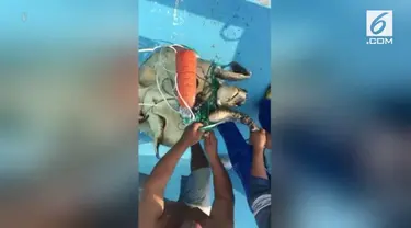 Penyu laut ini terus meronta sebelum akhirnya para nelayan di Ekuador menyelamatkannya dari jerat jaring ikan.