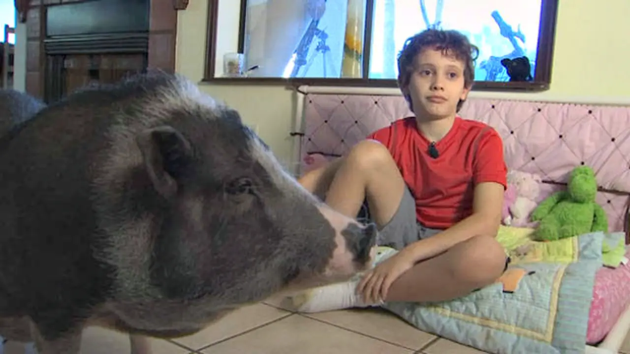Babi Ini Pembuat Tenang Anak Asperger