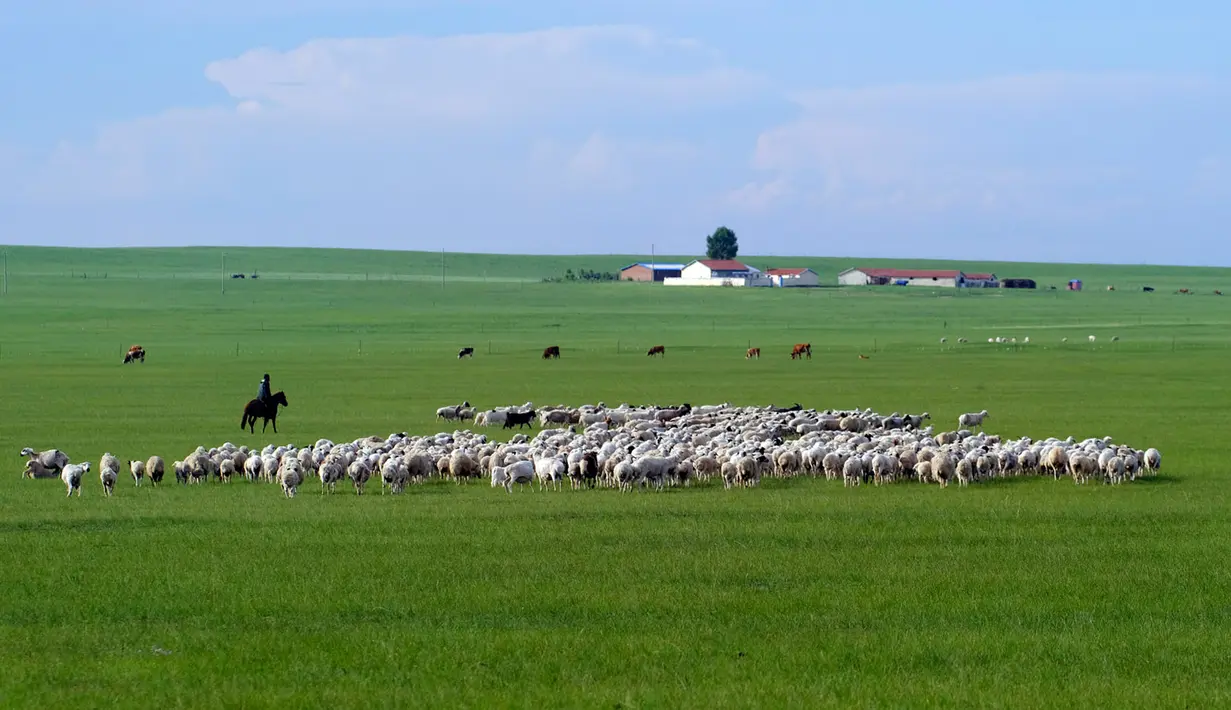 Seorang gembala menggembalakan domba di sebuah padang rumput di Prefektur Xilingol, Daerah Otonom Mongolia Dalam, China pada 2 Juli 2020. Lahan yang mengalami desertifikasi dan sandifikasi di Mongolia Dalam telah berkurang dalam 15 tahun beruntun. (Xinhua/Jia Lijun)