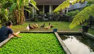 10 Cara Membuat Sistem Ternak Ikan dan Kebun Sayur yang Saling Menguntungkan, Hemat Lahan dan Pakan