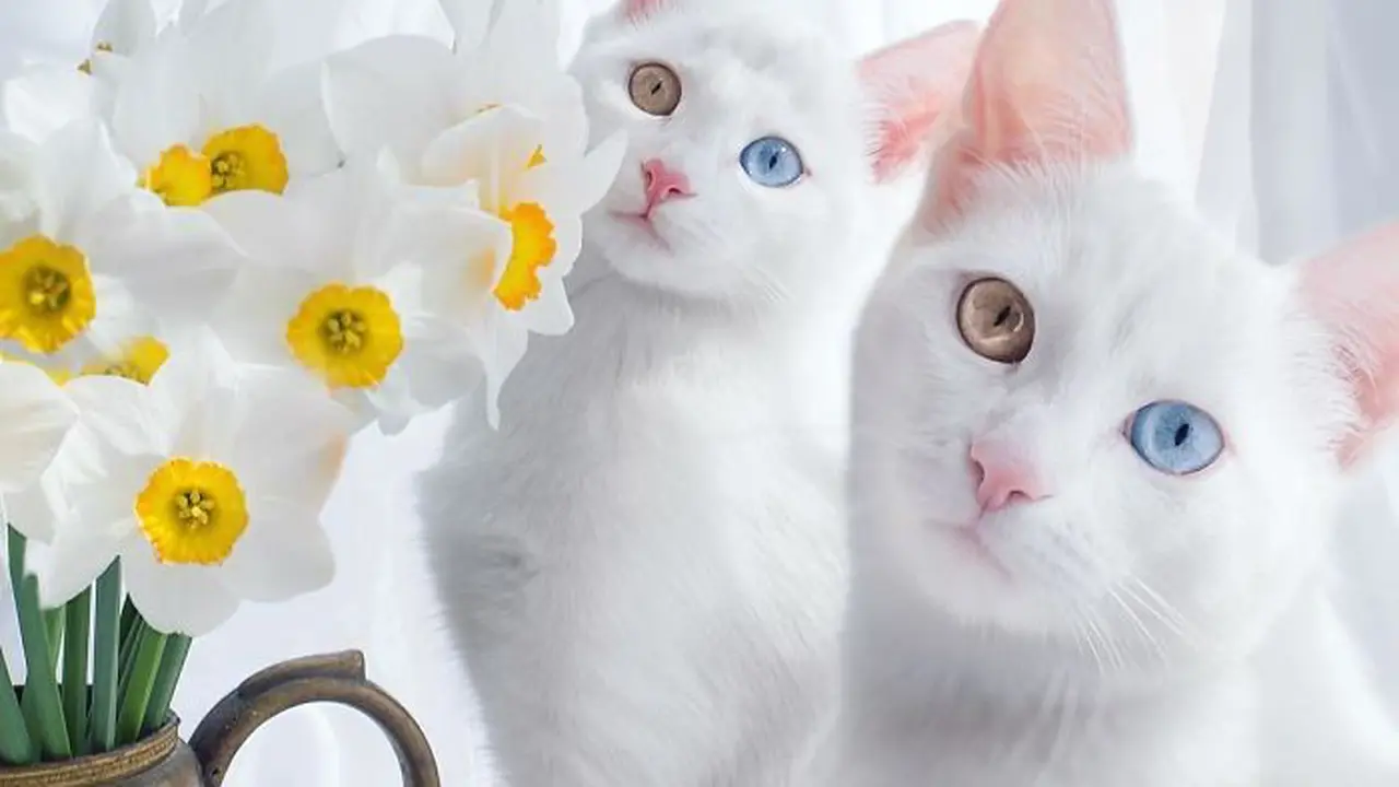 [Bintang] Kucing Kembar