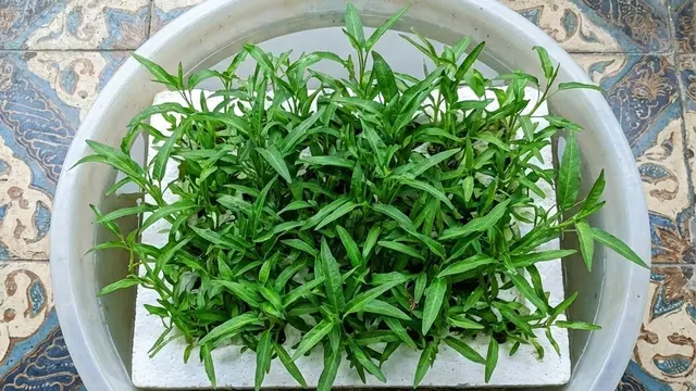 Kebun Sayur Mini Hidroponik Sederhana