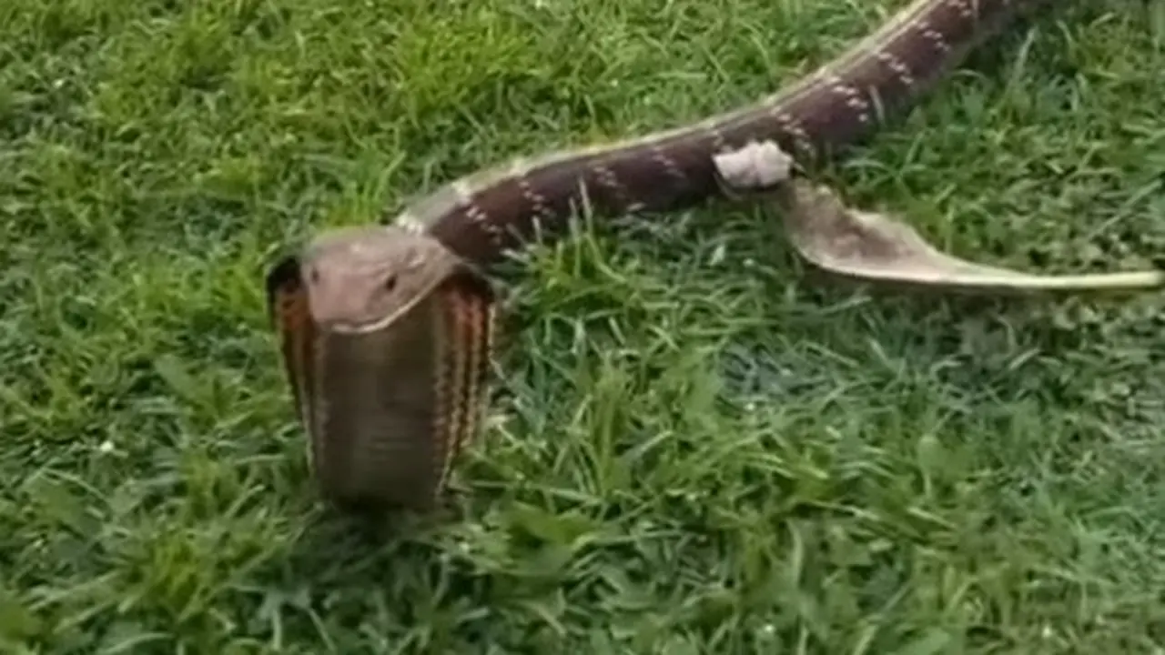 Ular kobra masuk vila