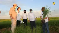 Food estate padi di Kalimantan Tengah (Kalteng) seluas 165 ribu ha bisa mulai tanam penuh pada 2021. Dok PUPR