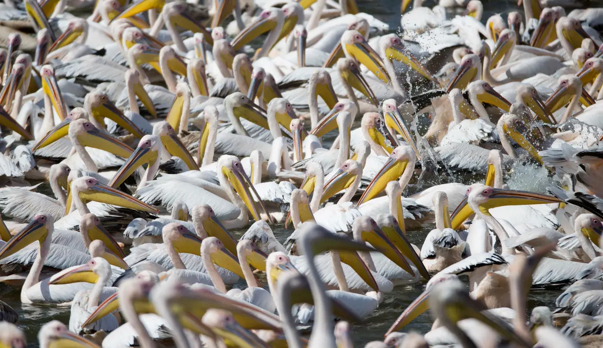 Ribuan burung pelikan yang berjenis pelikan putih besar berkumpul di waduk Mishmar HaSharon, Israel, Kamis (13/10). Pelikan ini akan bermigrasi menuju Afrika. (AP Photo/Ariel Schalit) 