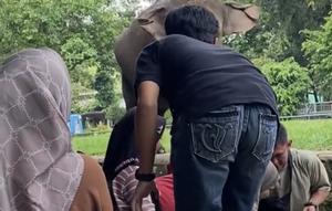 Potongan video anak masuk ke kandang gajah di Ragunan. (Liputan6.com/ Dok Ist)
