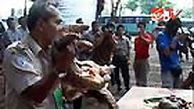 Daging Trenggiling Hasil Selundupan Dimusnahkan