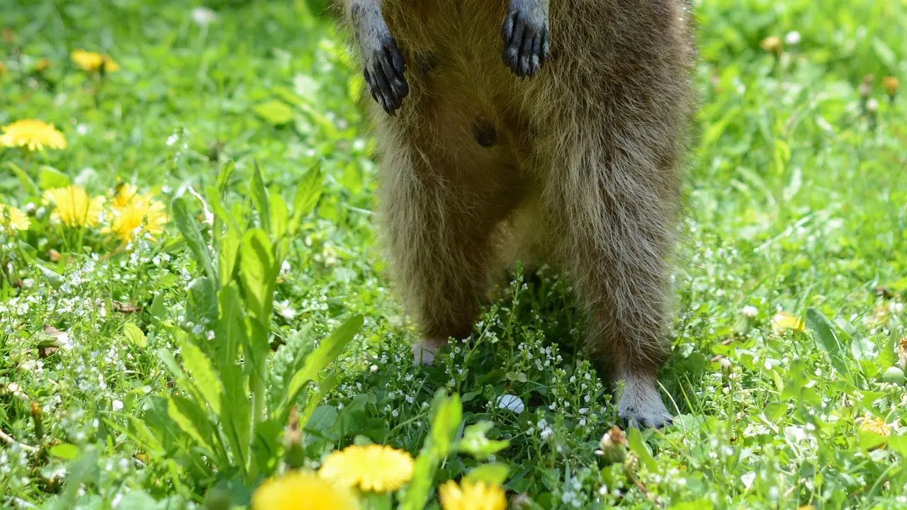 Rakun