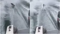 Video berdurasi 10 detik yang memperlihatkan seekor hiu jenis blacktip diseret menggunakan speedboat di media sosial (Instagram/@MARKTHESHARK)