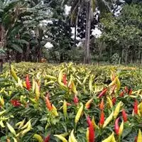 Ilustrasi tanaman cabai di Lumajang (Istimewa)