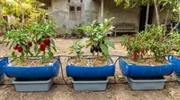 7 Model Kebun Buah yang Tidak Boros Air: Solusi Produktif di Lahan Terbatas