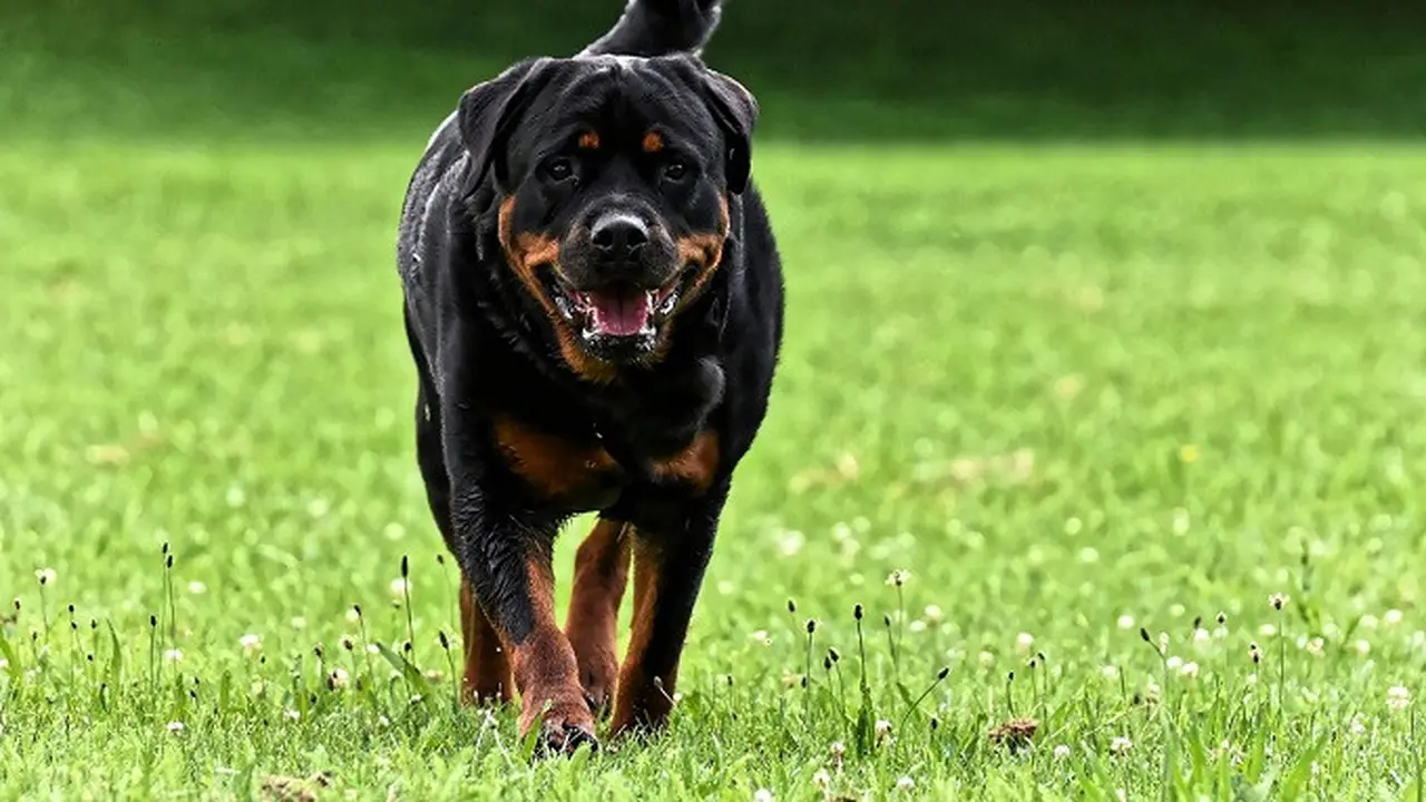 Anjing jenis rottweiler