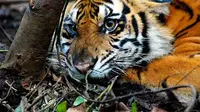 Seekor harimau Sumatera (panthera tigris sumatrae) jerat kawat baja di kebun akasia konsesi PT Arara Abadi di Kabupaten Pelalawan, Riau. (Antara).
