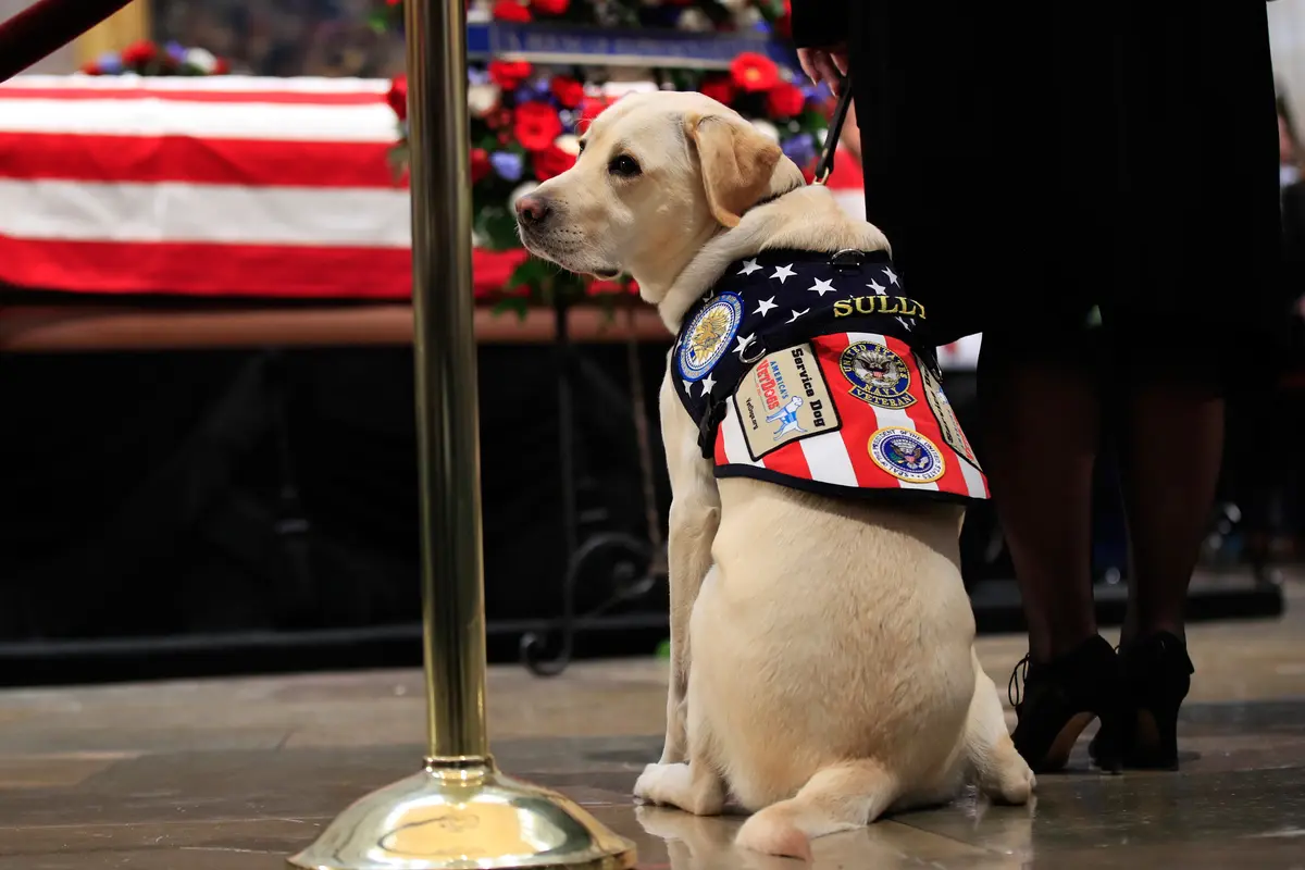 Sully, Anjing Peliharaan George HW Bush