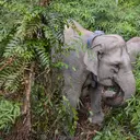 Satu Keluarga di Nepal Tewas Akibat Serangan Gajah
