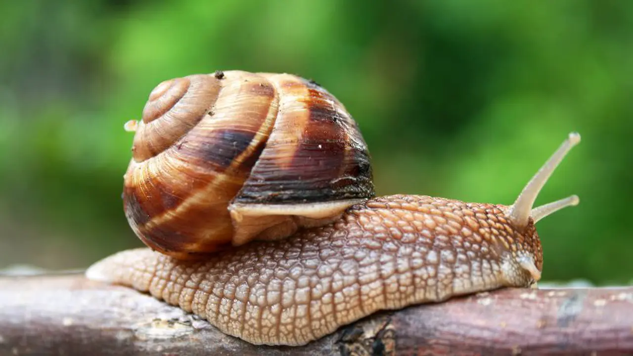 10 Foto Ini Sanggup Membuatmu Kagum pada Siput